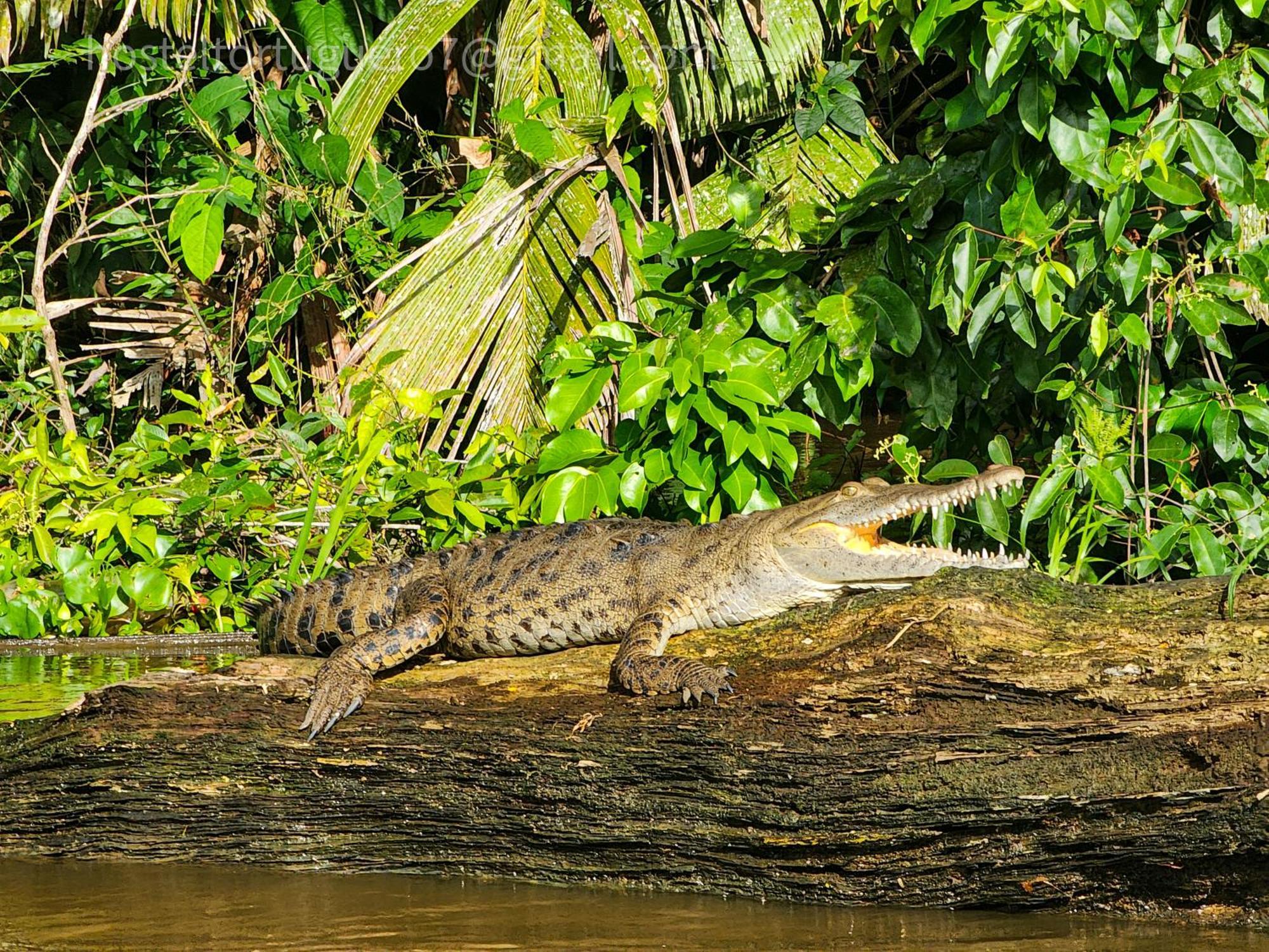 Departamento 7 Tortugueroアパートメント エクステリア 写真